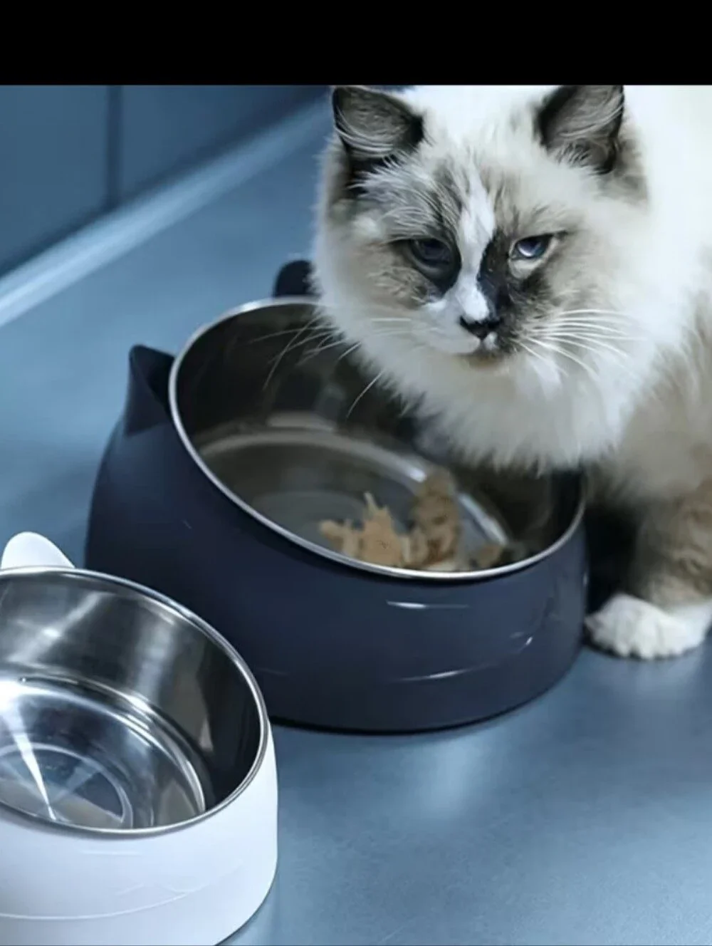 Cat Bowl-Stainless Steel with Non-Slip Navy Blue Stand